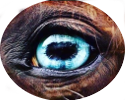 horsetaxirus.ru